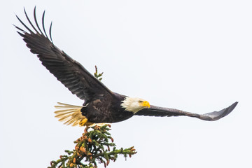 Fearsome Mature Bald Eagle Flies Past Fir Tree