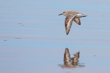 Sanderling Shorebird Reflected on Wet Beach 