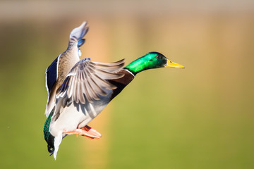 Obraz premium Male Drake Mallard in Flight Flares in Preparation for Landing 