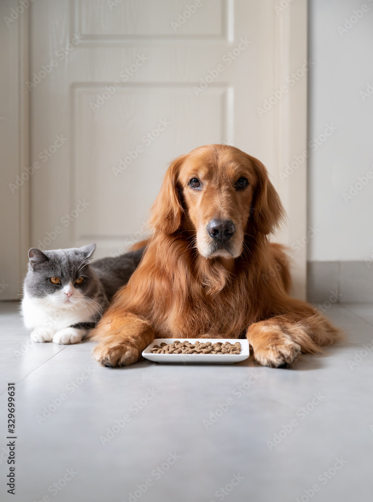 Poster Golden retriever and british shorthair cat ready to eat food