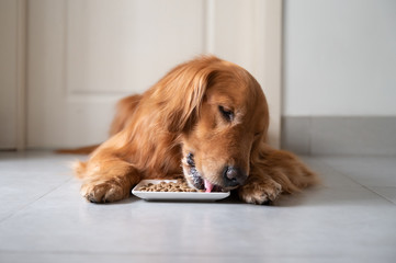 Golden retriever lying on the floor eating dog food
