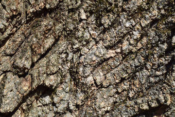 Tree Bark Macro