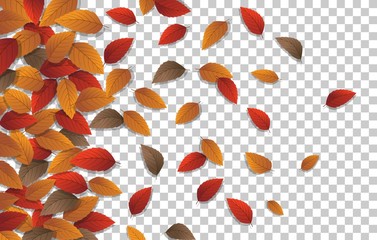 Autumn golden leaf frame template. Tree fallen autumn leaves isolated on white. October yellow foliage and autumnal nature leafage. Advertising autumn gold fall leaf with transparent background.