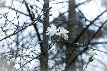 spring flowers on a tree