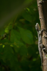 Pequeña lagartija trepando sobre tronco de un jardín