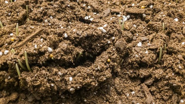 Macro timelapse of wheat seeds germinating and growing fast, after the soil is watered.