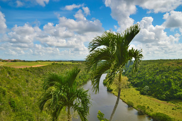 Fototapeta na wymiar crowns of green palm trees on the background of the channel of the Chavon river,