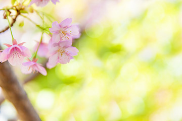 Naklejka na ściany i meble 満開の桜の花と新緑の葉