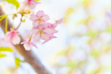 Fototapeta na wymiar 満開の桜の花と新緑の葉