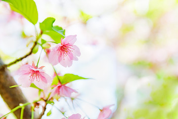 満開の桜の花と新緑の葉