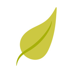 green leaves on white background