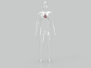 3d render of human heart anatomy