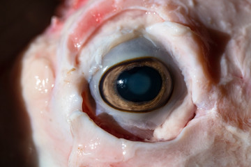 Sheep meat in water. The head of the animal without the skin. The eye of a slaughtered animal....