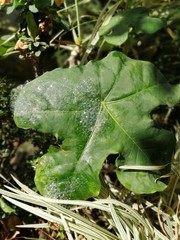 water drops on a leaf