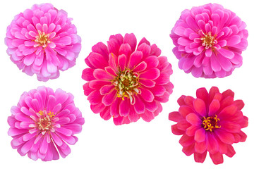 Pink color chrysanthemums as background picture.flower on clipping path.