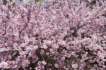 Cherry Blossoms in Full Bloom / Scenes of Spring in Japan