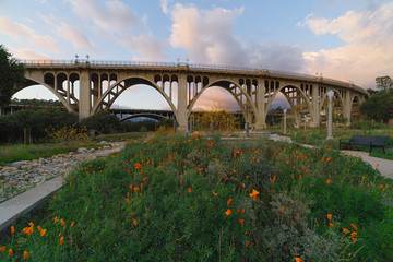 The Reginald Desiderio Park in Pasadena and the Colorado Street bridge over the Arroyo Seco. Image showing seasonal golden poppies in the foreground and puffy white clouds in the background.