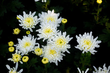 Bunch of blooming white chrysanthemum flower on over isolated black background.