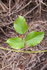 close up fresh green ivy leaves in nature garden