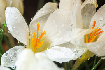 Fototapeta premium Small white flowers macro