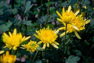 Yellow chrysanthemums, beautiful yellow flowers growing in the winter garden. Close-up and top views shot.