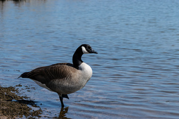 Obraz premium Canada Goose on one leg by lake shore