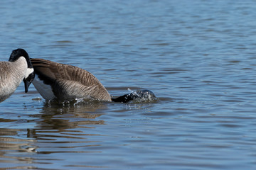 Canada Goose plunging head into water