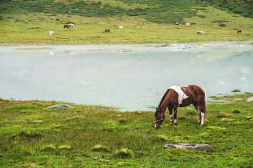 Pinto grazes in meadow near river in mountain valley. Piebald horse on grassland near mountain...
