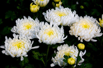 Bunch of blooming white chrysanthemum flower on over isolated black background.
