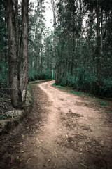 camino al bosque 