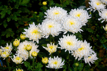 Obraz premium Bunch of blooming white chrysanthemum flower with buds in a garden with green leaves on background.