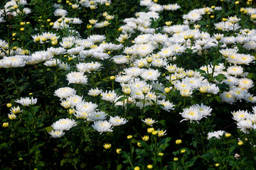 Beautiful blooming white Chrysanthemum Flowers In Field. Flowers with green leaves in the garden, nature background