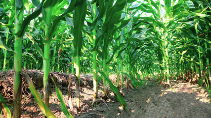 Corn that is not yet grown in the garden