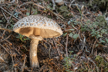 Champignon