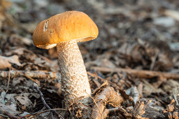 Champignon