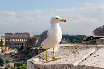 Close-up portrait of the sea gull on the background of the Colosseum in Rome