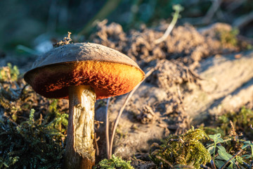 Champignon