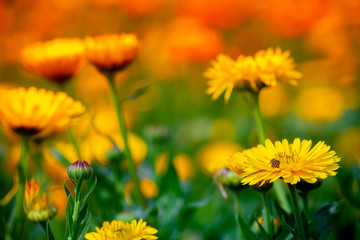 Yellow chrysanthemums, beautiful yellow flowers growing in the autumn garden.