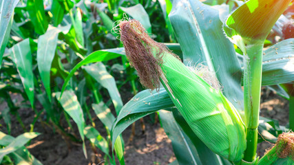 Fresh green baby corn