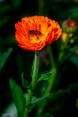 Elegant orange chrysanthemum flowers close up. There is a honey bee on orange chrysanthemum flowers with over isolated deep green background.