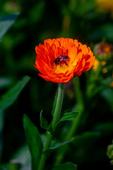 Elegant orange chrysanthemum flowers close up. There is a honey bee on orange chrysanthemum flowers with over isolated deep green background.