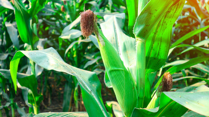 Fresh green baby corn