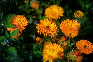 Yellow chrysanthemum flowers close up with a honey bee on over isolated deep green background.