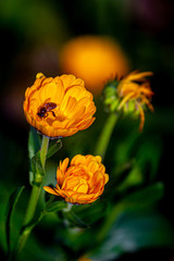 Yellow chrysanthemum flowers close up with a honey bee on over isolated deep green background.