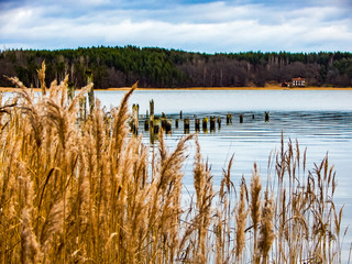 reeds in lake