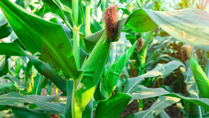 Fresh green baby corn