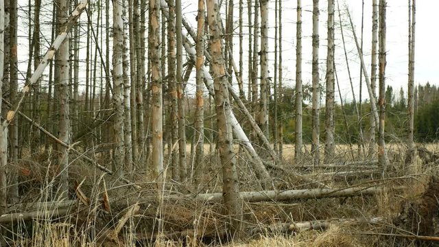 Spruce bast bark wood beetle pest Ips typographus infestation, spruce bast tree infested attacked by European spruce, making their way in wood larva larvae clear cut calamity, cutting deforestation