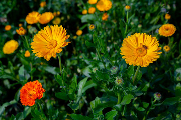 Blooming orange-yellow chrysanthemum flowers over In Field. Flowers with green leaves in the garden, nature background