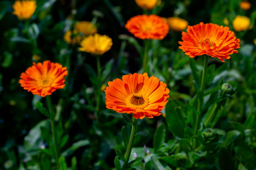 Blooming orange-yellow chrysanthemum flowers over In Field. Flowers with green leaves in the garden, nature background