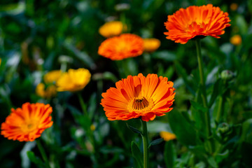 Blooming orange-yellow chrysanthemum flowers over In Field. Flowers with green leaves in the garden, nature background